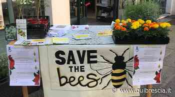 Il comune di Passirano in campo per sostenere l'apicoltura - QuiBrescia - QuiBrescia.it