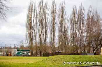 Baumfällung in Coburg - Riesen müssen weichen - Neue Presse Coburg