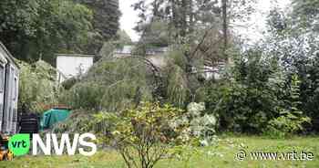 Inwoners Essen en Kalmthout kunnen gratis hout wegdoen dankzij "stormtarief" - VRT NWS