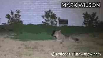 Virginia Beach man captures video of coyote roaming neighborhood