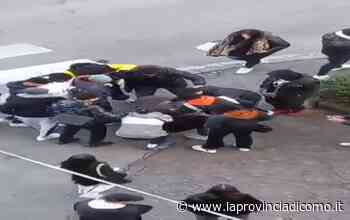 La rissa sabato a Erba - Video Erba - La Provincia di Como