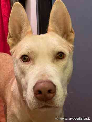 Fossano, appello per un cane caduto in acqua nel canale di via Centallo - LaVoceDiAlba.it