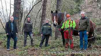 Egenhäuser Kapf: Mit Rückepferd gegen das Unterholz