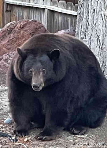 ‘Hank the Tank,’ a 500-pound black bear, is wanted for ravaging California homes