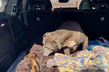 California dog reunited with family 12 years after going missing