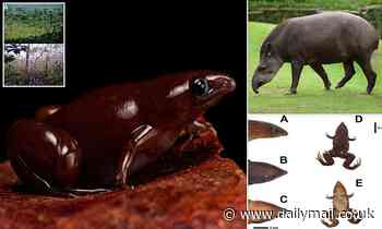New frog species with a tapir-like nose discovered in the Amazon