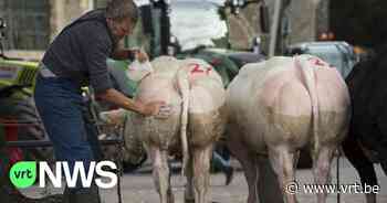 Protest tegen beslissing om in Zemst geen dieren meer toe te laten op jaarmarkt - VRT NWS