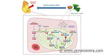 Herbs that Protect the Heart: Bilobalide Reduces Cardiac Damage in Myocardial Ischemia, Says New Study in Journal of Pharmaceutical Analysis