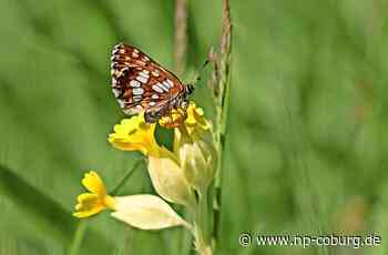 Steinbach am Wald - Mehr Mut zum Chaos im Beet - Neue Presse Coburg