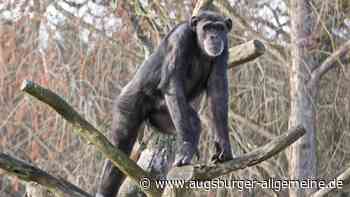 Tickets, Preise und Tiere - alle Infos zum Augsburger Zoo