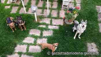 Modena, la crisi dei negozi per piccoli animali: «Avanti così e ci fanno chiudere» - La Gazzetta di Modena