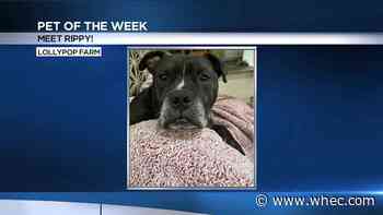 Pet of the Week: Rippy