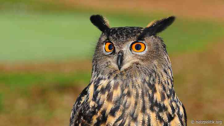 Wochenrückblick KW8: Über zensierte Prüfberichte und enttarnte Stalkerware-Firmen