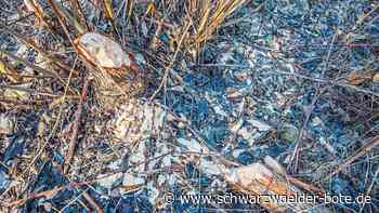 Biber in Balingen - Nager auf dem Gartenschau-Gelände - Schwarzwälder Bote