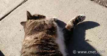 Space Agency Shares Satellite View of Earth, Internet Sees a Cat     - CNET