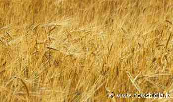 Coldiretti Vercelli-Biella, Ucraina: non solo energia volano i prezzi grano e mais - newsbiella.it