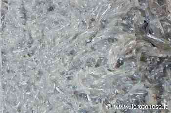 Riparte la pesca sperimentale della sardella, l'assessore regionale Gallo a Crotone - Il Crotonese