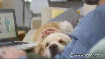 Rochester Animal Services needs help reuniting lost pets with families