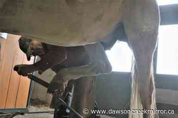 Just a trim today, please - Dawson Creek Mirror