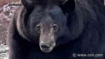A 500-pound bear was blamed for Lake Tahoe break-ins. But DNA evidence tells a different story