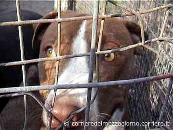 Bari, bambina di 5 anni azzannata da un pitbull: è grave in ospedale - Corriere del Mezzogiorno