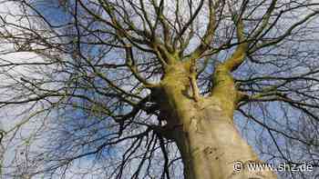 Für eine grüne Stadt: Umweltausschuss Tornesch verwirft „Unterstützungskultur“ bei Baumpflege | shz.de - shz.de