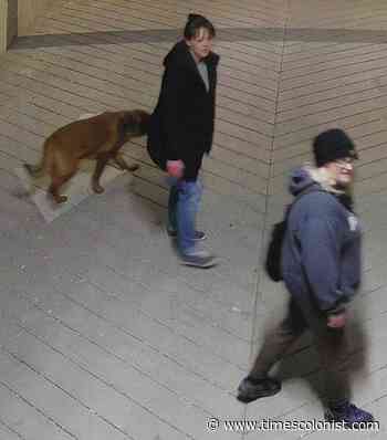 Surveillance image shows suspects in tool theft from Cordova Bay construction site - Times Colonist
