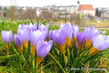 Frühlingsboten kündigen das Ende des Winters an - Freie Presse
