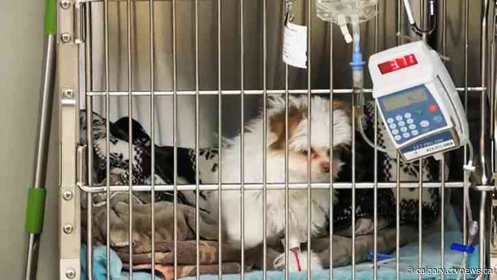 Veterinary school at U of C receives big boost in sparse year for post-secondary funding