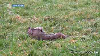 Onderzoek bevestigt dat doodgebeten ree in Tielt-Winge wel degelijk het werk van een wolf is - ROB-tv