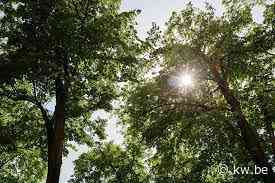 Bezwaren over inplanting van bomen in Noordstraat Veurne deels ontvankelijk verklaard - KW.be - KW.be