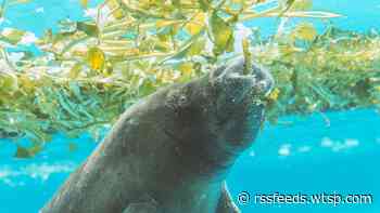 Manatee poop considered 'good sign' as feeding program continues