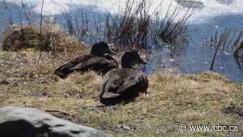 Warm weather breaks Fredericton record - CBC.ca