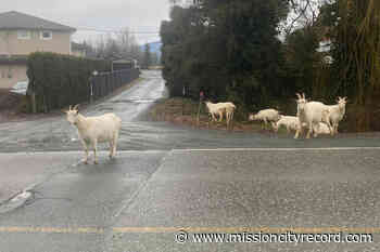 Goats on the lam on Chilliwack road – Mission City Record - Mission City Record