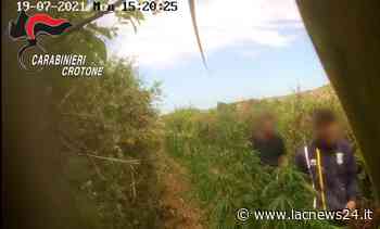 Crotone, quattro piantagioni di marijuana su un terreno demaniale: sei arresti - LaC news24