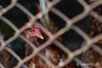 Verstöße gegen das Tierschutzgesetz: Veterinäramt beschlagnahmt in Giengen und Herbrechtingen rund 500 Tiere - Heidenheimer Zeitung