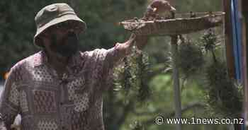 Good Sorts: Auckland gardener drives an hour to help school - 1News
