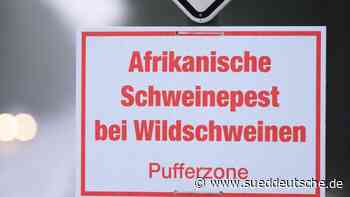 Tiere - Parchim - Afrikanische Schweinepest: Suche nach toten Tieren - Gesellschaft - Süddeutsche Zeitung