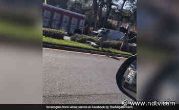 Viral Video: Crocodile Escapes Van, Makes A Dash For Freedom - NDTV