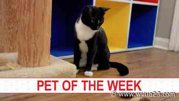 Pet of the Week, Feb. 22, 2022: Meet Dash - wvua23.com
