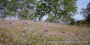 This 'Blossom Trail' May Be California's Most Beautiful Spring Super Bloom Destination - Travel+Leisure