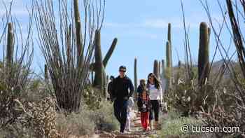 Photos: A walk through Valley View Outlook trail at Saguaro National Park West - Arizona Daily Star