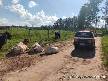 Polícia Civil desarticula quadrilha que roubou 349 cabeças de gado em Itatinga - FM Integração