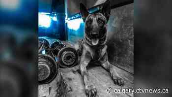 Calgary police dog injured in fatal standoff released from care - CTV News Calgary