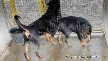 Parma, affidata la gestione veterinaria annuale al canile e gattile municipale - La Repubblica
