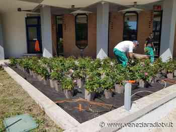 Jesolo si candida quale “Comune fiorito” - Televenezia