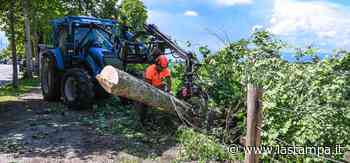 Nuovo allarme per il tarlo asiatico: a Cuneo si abbattono altri alberi - La Stampa