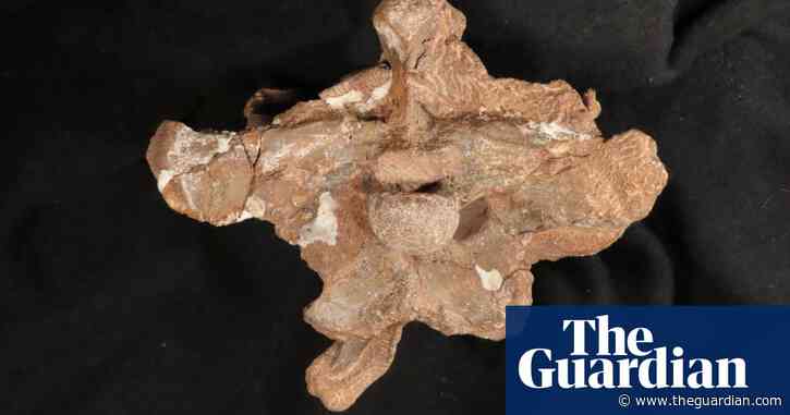 Argentina scientists unearth dinosaur with ‘puny arms’ and hard head
