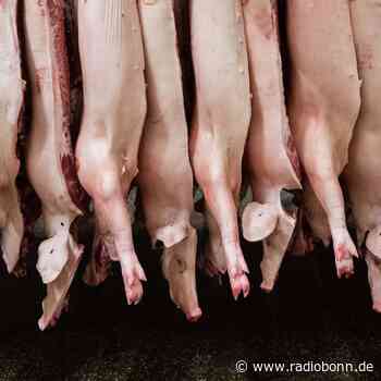 Lauterbach wirbt für weniger Fleischkonsum - Radio Bonn / Rhein-Sieg - radiobonn.de