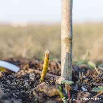 Alberi recisi a Soliera: il Comune sporge denuncia - SulPanaro